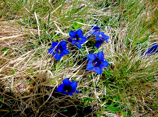 Moosalp - Alpenflora - Enzian auf 2063 m/ü.M.