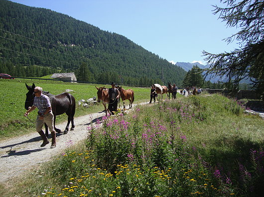 Säumer-Trekking mit Pferde und Esel