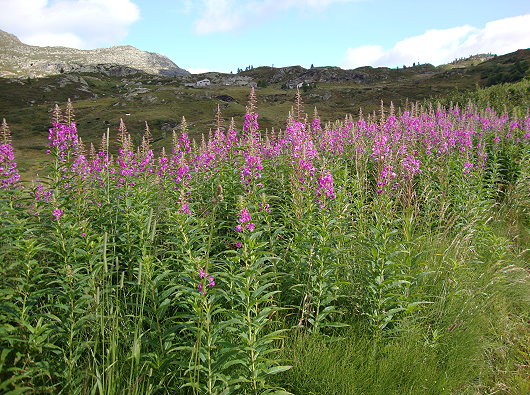 Simplonalpen Flora Fauna
