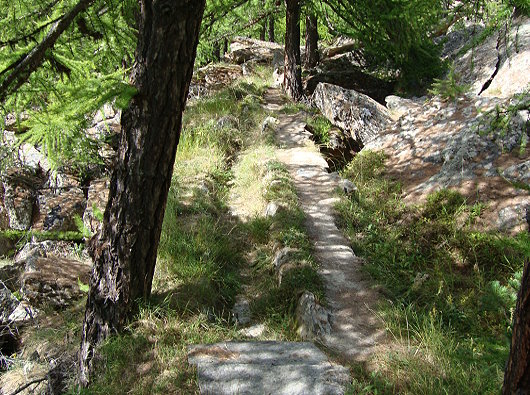 Suone Saas Almagell im Laerchenwald