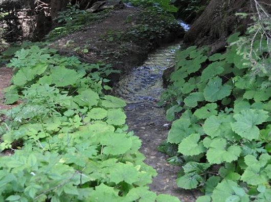 Suone Trusera